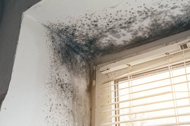 Affordable Mold Removal solutions in Pequannock, NJ